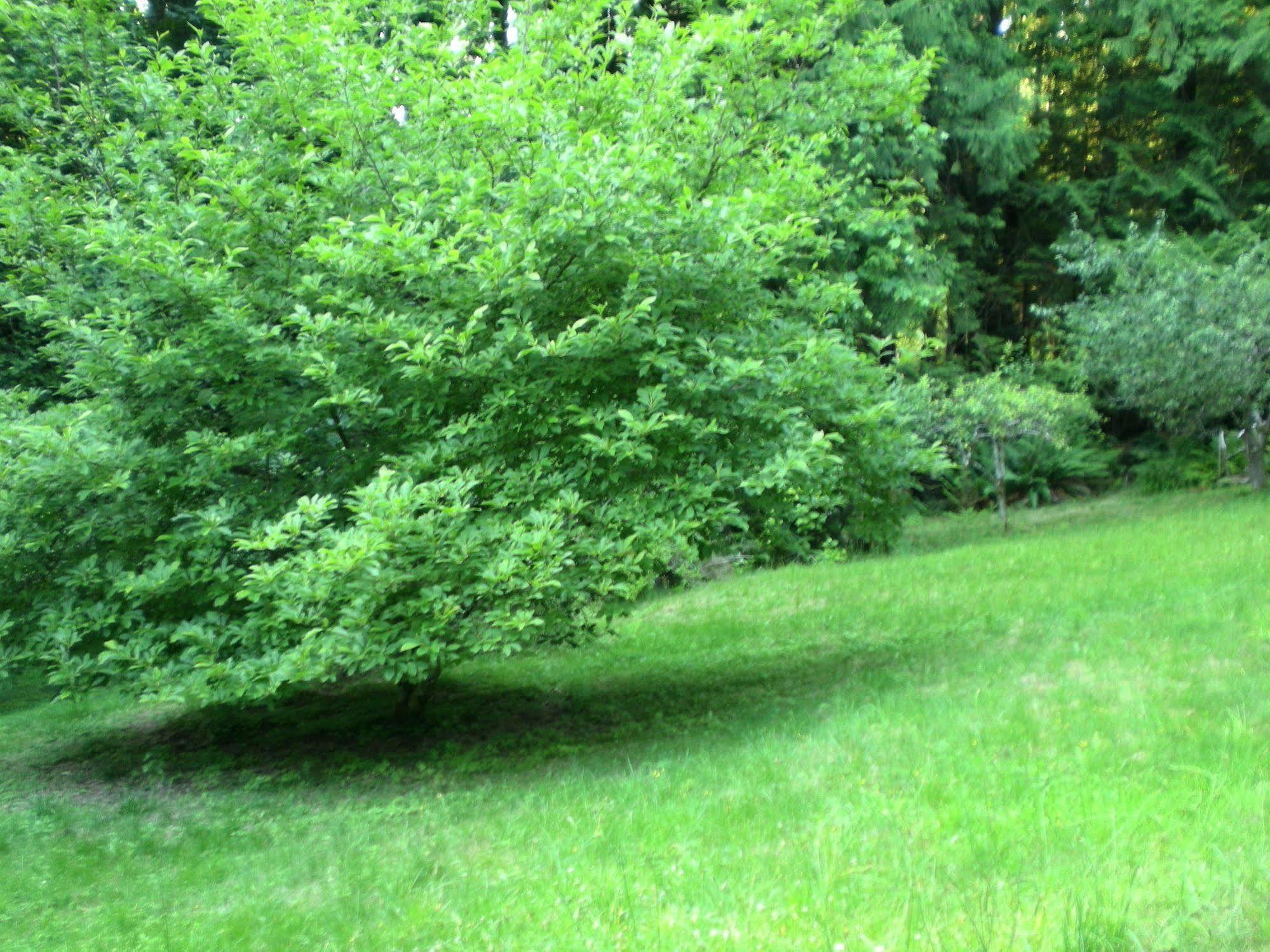 Davis Brook Retreat Bed & Breakfast Сешелт Екстериор снимка